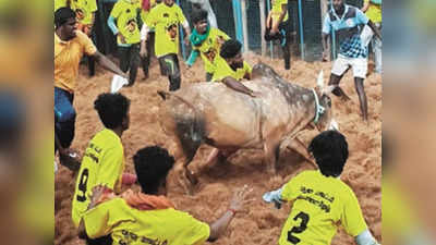 புதுக்கோட்டையில் ஜல்லிக்கட்டு போட்டி: மாவட்ட ஆட்சியர் உத்தரவு பிறப்பிக்க வேண்டும்-மதுரை ஐகோர்ட்டு தீர்ப்பு