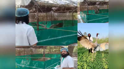 UP Sarus Crane: ఆరిఫ్‌ను చూడగానే రెక్కలు ఆడిస్తూ.. కన్నీళ్లు పెట్టించిన కొంగ ప్రేమ 