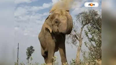 Elephant Attack : শুঁড়ে পেঁচিয়ে আছাড়! ঝাড়গ্রামে নিহত ১ হুলা পার্টির সদস্যর