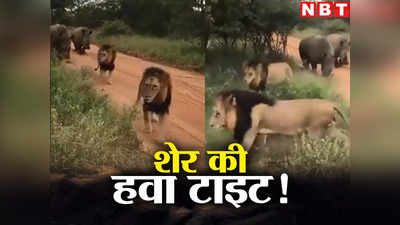 Lion News: दो मोटे गैंडे झूम के चले, देखते ही दुम दबाकर भागे दो शेर