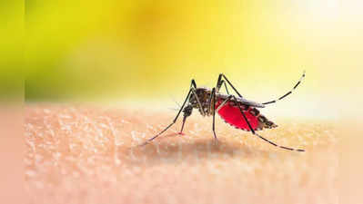 रहें अलर्ट! दिल्ली में मच्छरों की फौज, इन कॉलोनियों में मच्छरों का विस्फोट
