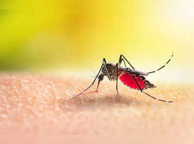 रहें अलर्ट! दिल्ली में मच्छरों की फौज, इन कॉलोनियों में मच्छरों का विस्फोट
