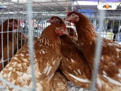 H3N8 Bird Flu : প্রথম বার্ড ফ্লুতে আক্রান্ত মহিলার মৃত্যু চিনে, বাড়ছে উদ্বেগ