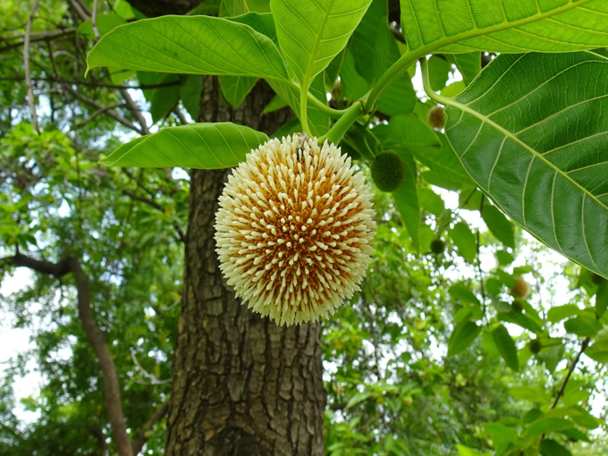 लिवर को स्वस्थ रखता है कदम