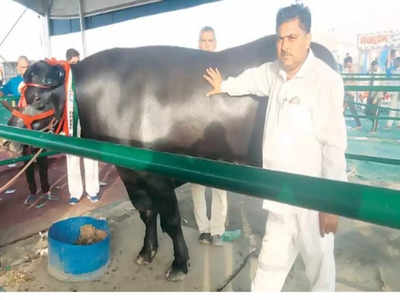 Murrah Bull: ఈ దున్న చాలా కాస్ట్లీ గురూ.. ఏకంగా రూ.25 కోట్లు.. ఆదాయం కూడా ఆ స్థాయిలోనే!