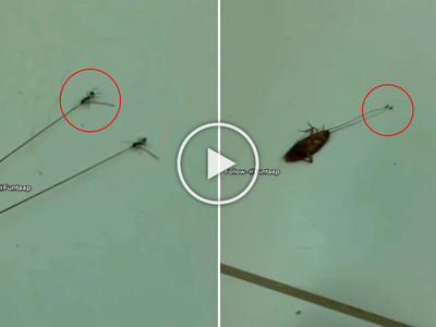 मुंगी बनली बाहुबली! पाहा ५० पट मोठ्या किटकाची कशी केली शिकार