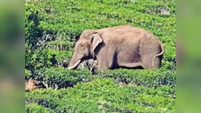 അരിക്കൊമ്പനെ കൊച്ചിയിലെ മംഗളവനത്തിലേക്ക് മാറ്റുക; ഒപ്പ് ശേഖരണ കാമ്പെയിൻ