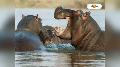 Hippopotamus: তিন তিনবার তরতাজা যুবককে প্রায় গিলে ফেলে দৈত্যাকার প্রাণী, তারপর ...