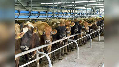 Texas Dairy Farm Explosion: अमेरिका के टेक्सास में डेयरी फार्म में भीषण विस्फोट, 18000 गायों की हुई दर्दनाक मौत