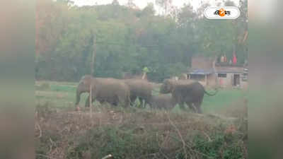 Elephant Attack : ৪৮ ঘণ্টায় হাতির হানায় প্রাণ গেল দুজনের, আতঙ্ক ঝাড়গ্রামে