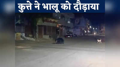 Chhattisgarh News: सड़क पर घूम रहे भालू का कुत्ते से हुआ सामना, फिर डरकर भागने लगा जंगली जानवर