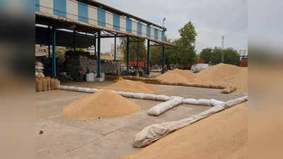 Haryana Farmers: खरीद केंद्रों पर गेहूं-सरसों बेचने में किसान नहीं दिखा रहे रूचि, मजदूरों के सामने रोजी-रोटी का संकट