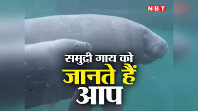 Manatee News: हाथी से कनेक्शन, तो समुद्री गाय क्यों कहते हैं? समंदर का यह सबसे शरीफ जानवर है!