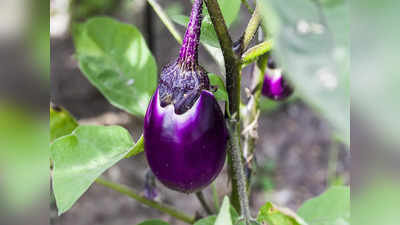 Benefits of Eggplants: গুণ নেই ভেবে অবহেলা করেন বেগুনকে? এই সবজির উপকার জানলে চোখ কপালে উঠবে!