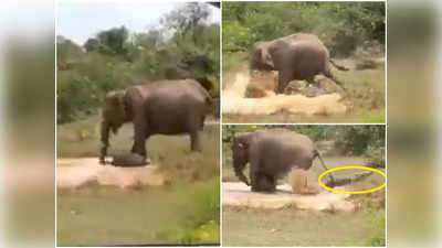 Elephant Fight With Crocodile: బిడ్డను కాపాడుకునేందుకు.. మొసలితో తల్లి ఏనుగు అసాధారణ పోరాటం 