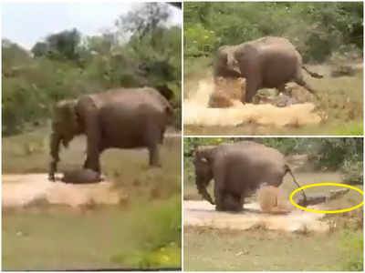 Elephant Fight With Crocodile: బిడ్డను కాపాడుకునేందుకు.. మొసలితో తల్లి ఏనుగు అసాధారణ పోరాటం