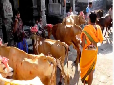 சேலம் மாவட்டம் தலைவாசல் அருகே 108 கோ பூஜை;  ஸ்ரீ கங்கா சௌந்தரேஸ்வரர் ராஜ அலங்காரம்!