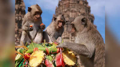 Sri Lanka Monkey China: पाकिस्तानी गधों के बाद श्रीलंका से 1 लाख बंदर खरीद रहा चीन, कारण क्या है?