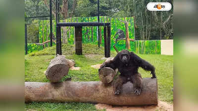 Alipore Zoo : নতুন সাজে ভার্চুয়াল সাফারি ফেরাবে আলিপুর চিড়িয়াখানা