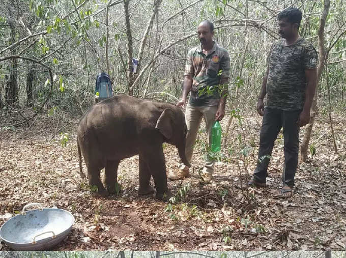 baby elephant3