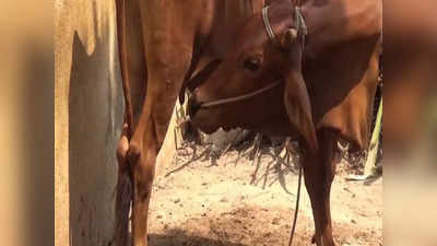 திருவண்ணாமலை: தனது பாலையே குடிக்கும் மாடு... கன்றுக்குட்டி பட்டினி... கவலையில் விவசாயி...