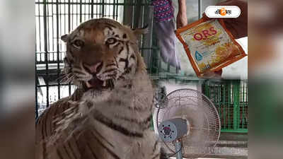 Royal Bengal Tiger : ORS মেশানো জল-পাখার ব্যবস্থা! চাঁদি ফাঁটা গরমে বাঘেদের জন্য বিশেষ ব্যবস্থা