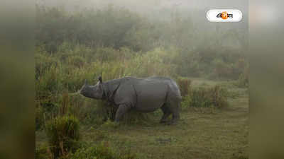 Kaziranga Rhino: গণ্ডার গুনতিতে গরমিল! অভিযোগকারীকে ‘মিথ্যেবাদী’ বলল অসম সরকার