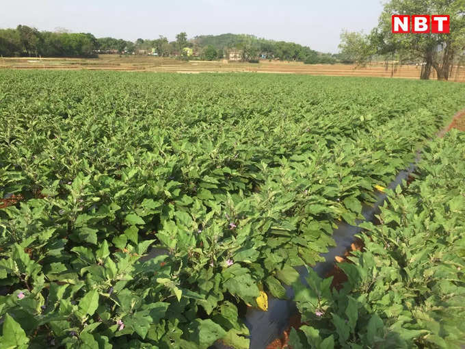 ​अब फार्म हाउस को इको पार्क के रूप में डेवलप करने की योजना