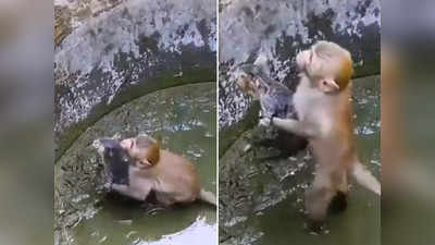 Viral News: कुएं में गिर गई थी बिल्ली, बंदर ने जान बचाने के लिए अपनाई ये तरकीब, वीडियो वायरल