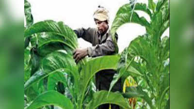 Tobacco Farming: ತಂಬಾಕು ನಾಟಿಗೆ ಹಾಸನ ಭಾಗದ ರೈತರಿಂದ ಸಿದ್ಧತೆ, ಉತ್ತಮ ಇಳುವರಿಗೆ ಮಂಡಳಿಯಿಂದ ಸಲಹೆ