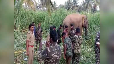 கொஞ்ச நஞ்ச ஆட்டமாட போட்ட.. ஈரோட்டில் ஒரு வருடமாக தண்ணி காட்டிய கருப்பன் யானை.. மயக்க ஊசி செலுத்தி பிடித்த வனத்துறை..!