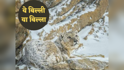 Snow Leopard News: वह पहाड़ का शातिर शिकारी है, लोग उसे भूत क्यों कहते हैं