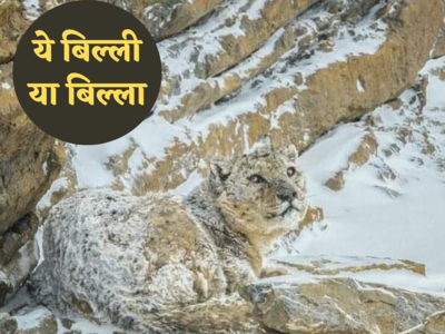 Snow Leopard News: वह पहाड़ का शातिर शिकारी है, लोग उसे भूत क्यों कहते हैं