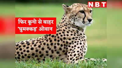 Cheetah Oban Update: घुमक्कड़ हुआ नर चीता ओवान, एक महीने में दूसरी बार कूनो से बाहर निकला