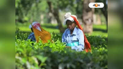 Tea Industry : আবহাওয়ার পাগলামিতে চা উৎপাদনে ঘাটতির আশঙ্কা