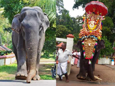 ദേവിയുടെ തിടമ്പെടുക്കാൻ ഇനി കുസുമമില്ല; ചെറുവള്ളി ക്ഷേത്രത്തിലെ പിടിയാന ചരിഞ്ഞു