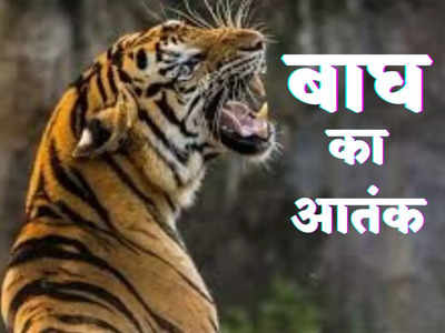 Tigers Terror : पौड़ी में बाघों का आतंक, हर माह एक आदमी जान गंवा रहा, 24 गांवों में क्या हालात