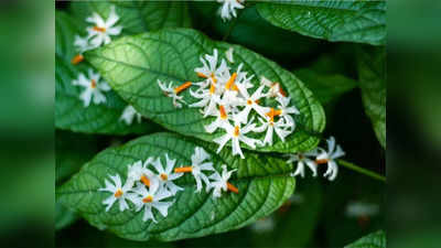 Harsingar Phool Ke Upay: बेहद चमत्कारी है हरसिंगार का फूल, इसके उपाय से दूर हो जाएंगी सभी समस्याएं