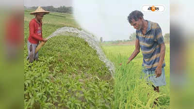 Agriculture In West Bengal: গরমে ক্ষতি গ্রীষ্মকালীন ফসলের, কী করবেন? জানুন এক ক্লিকেই