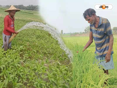 Agriculture In West Bengal: গরমে ক্ষতি গ্রীষ্মকালীন ফসলের, কী করবেন? জানুন এক ক্লিকেই