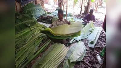 பெரியகுளம் பகுதியில் வாழை இலை விலை வீழ்ச்சி...வேதனை தெரிவிக்கும் விவசாயிகள்!