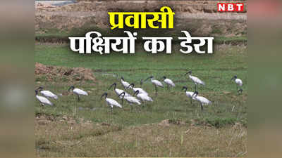 Ranchi News: विदेश से आए ब्लैक हेडेड आइबिस पक्षियों का गेतलसूद डैम के निकट बसेरा, जल क्रीड़ा बना आकर्षण का केंद्र