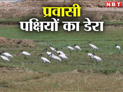 Ranchi News: विदेश से आए ब्लैक हेडेड आइबिस पक्षियों का गेतलसूद डैम के निकट बसेरा, जल क्रीड़ा बना आकर्षण का केंद्र