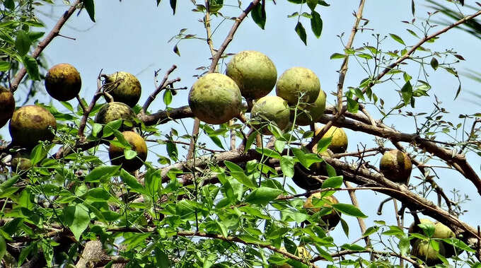 రక్తహీనత దూరం అవుతుంది..