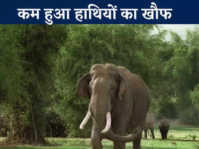 Chhattisgarh News: जंगली हाथियों के प्रभावित गांव में नई पहल से आया बदलाव, अब लोगों में नहीं है डर