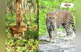 Bengal Safari Park : দাবদাহের মধ্যে দুদণ্ড শান্তির খোঁজ, বেঙ্গল সাফারিতে পশুদের জন্য বরফ-ফ্যান