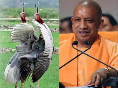 राज्‍य पक्षी सारस के संरक्षण के लिए बनेगा वर्कप्‍लान, सीएम Yogi Adityanath ने दी सारस प्रेमियों को खुशखबरी