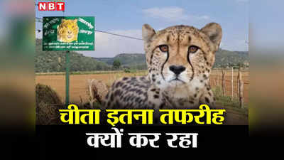 Cheetah Jungle: ये चीता इतना घुमक्कड़ क्यों है? कुनो के जंगल से बार-बार भाग क्यों रहा, अंदर की बात जानिए