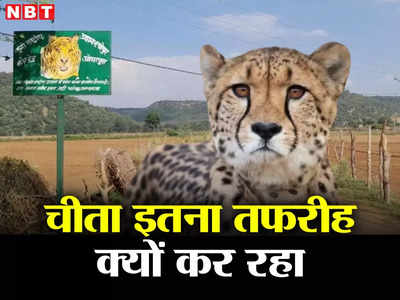 Cheetah Jungle: ये चीता इतना घुमक्कड़ क्यों है? कुनो के जंगल से बार-बार भाग क्यों रहा, अंदर की बात जानिए