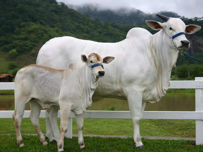 Cow